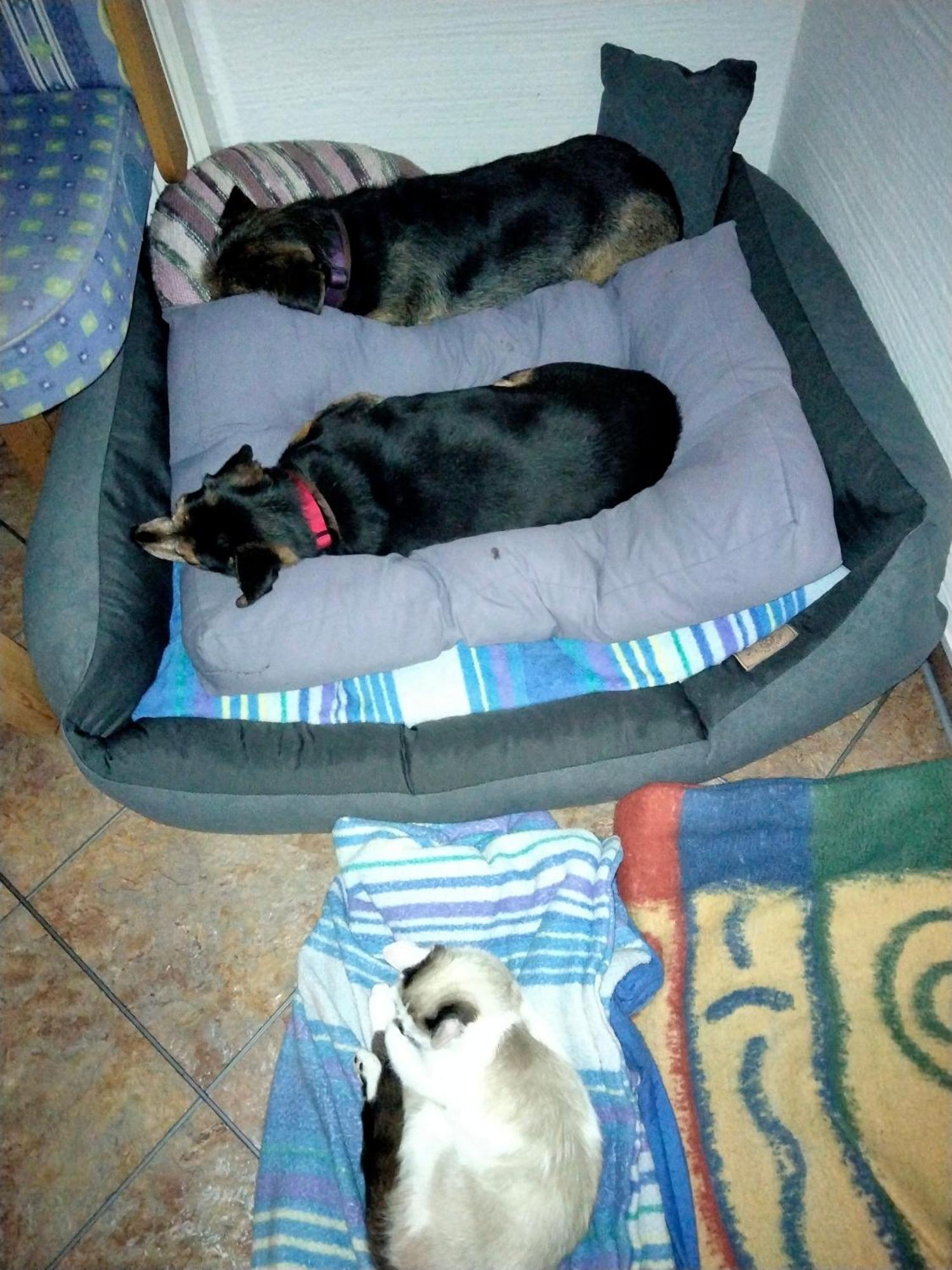 Ferienwohnung Trixi Hollersbach im Pinzgau Esterno foto